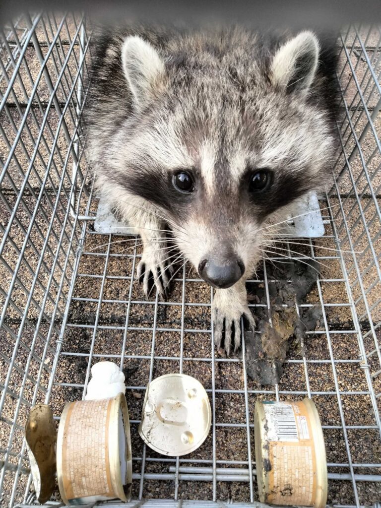 Wildlife Removal Parma