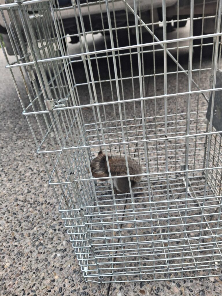 Wildlife Removal Parma