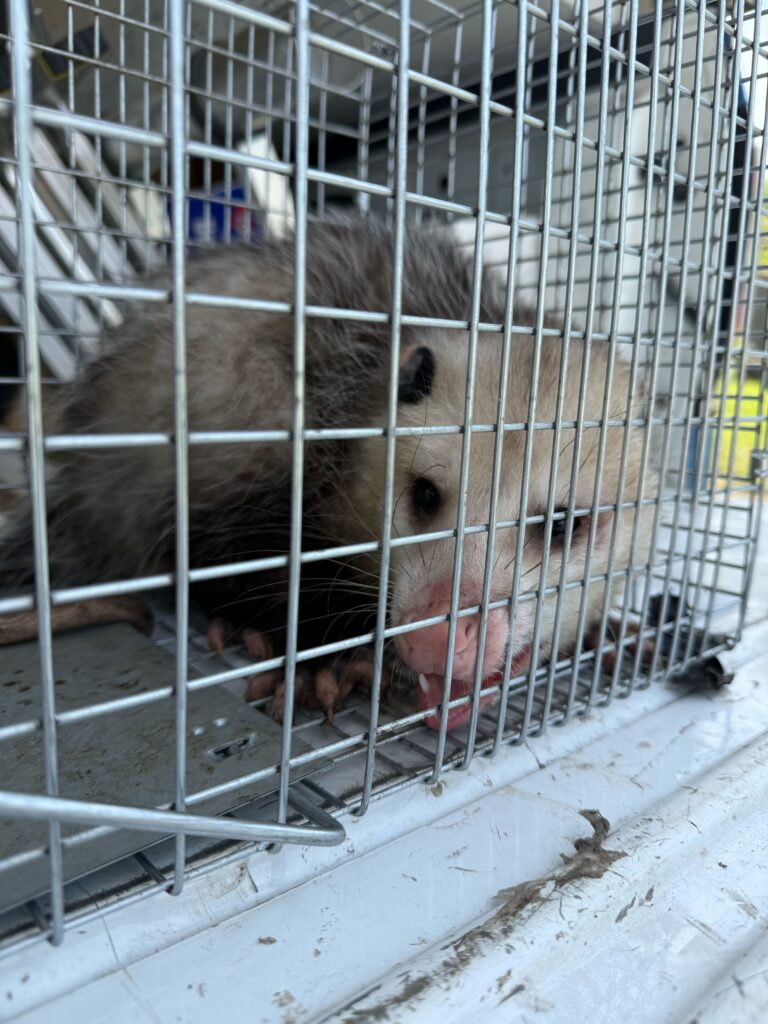 Wildlife Removal Parma